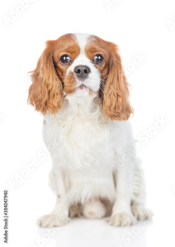 Valokuva Portrait of a Сavalier King Charles Spaniel puppy