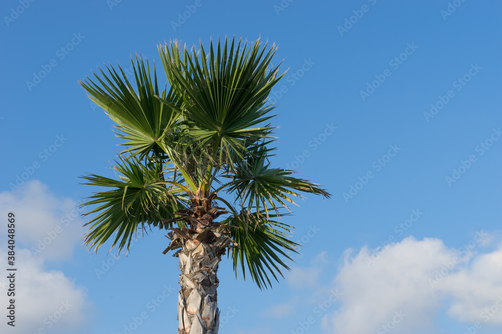the trunk fan palm with large leaves against the trunk fan palm with large leaves against