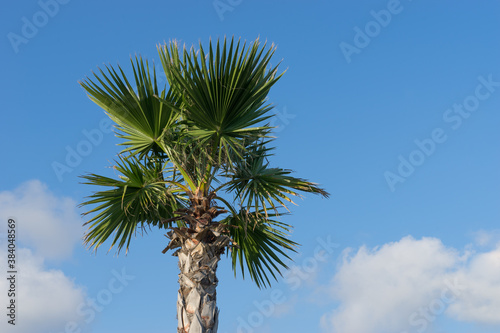 the trunk fan palm with large leaves against