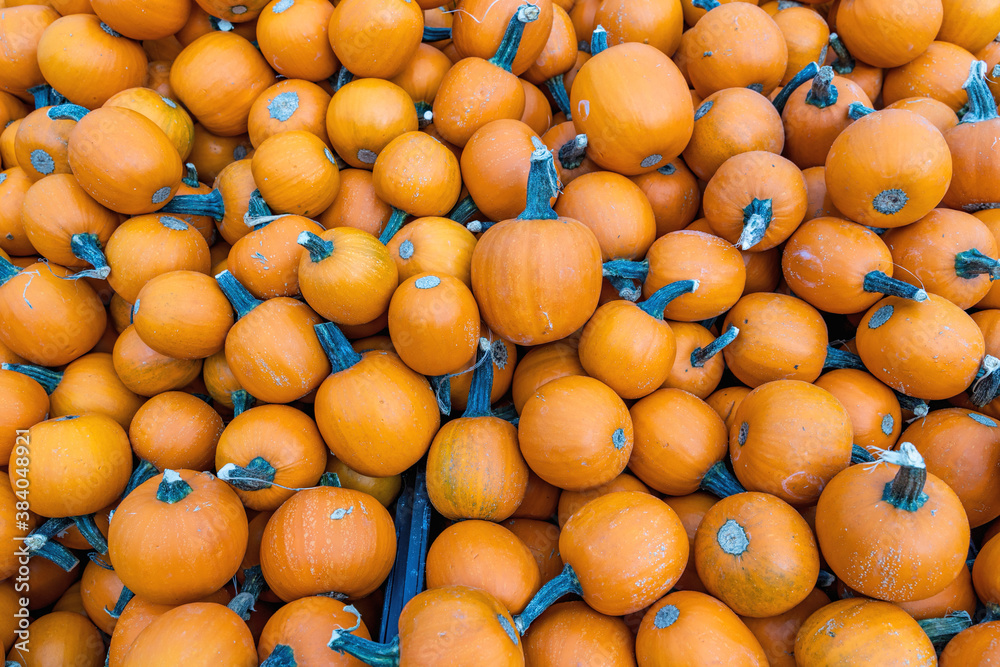 Lots of small Pumpkins at a Pumpkin Patch in October