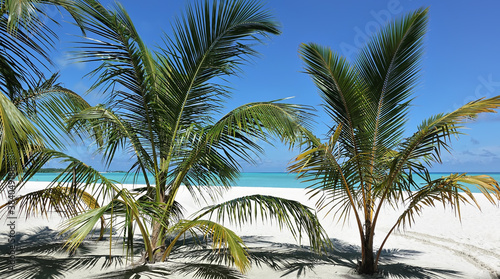 Low palms grow on the sandy beach. The turquoise ocean  the azure sky are visible through the carved leaves. Maldives. Endless summer. 