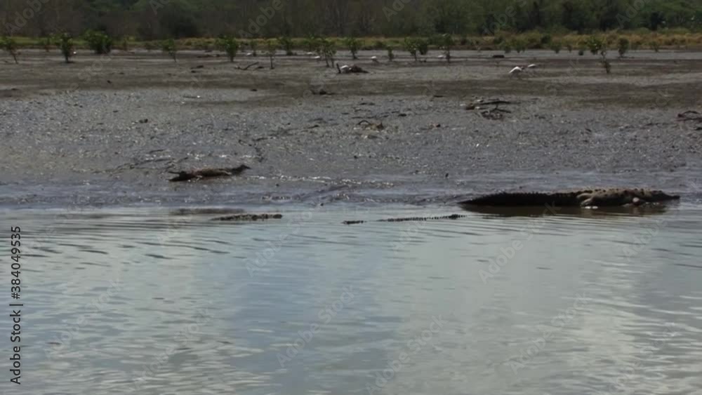 Crocodiles on the shore of the Tarcoles river in Costa Rica. Crocodiles on the shore of the Tarcoles river in Costa Rica.
