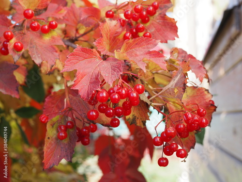 Red viburnum branch in the garden. Viburnum viburnum opulus berries and leaves outdoor in autumn fall. Bunch of red viburnum berries on a branch
