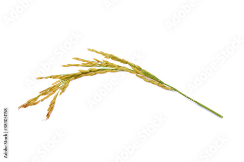 Ear of rice isolated on white background