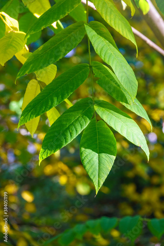 Green leaves of a bird cherry with blurred background in sunset light.