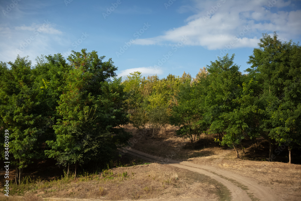 Natural landscape of village road leading to the forest. Sunny day with blue sky. Natural landscape of village road leading to the forest. Sunny day with blue sky.