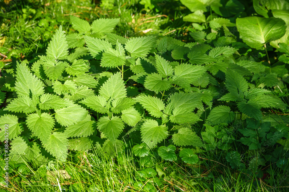 The nettle, Urtica dioica, with green leaves grows in natural thickets. Medicinal wild plant nettle. The nettle, Urtica dioica, with green leaves grows in natural thickets. Medicinal wild plant nettle.