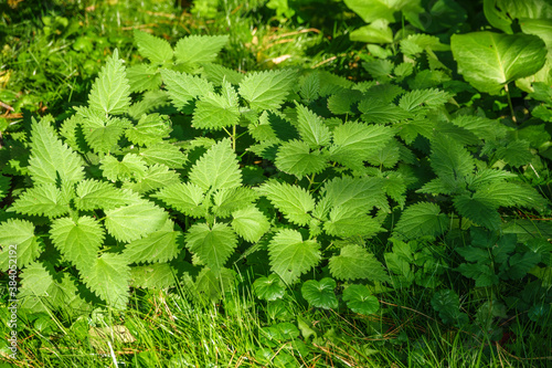 The nettle  Urtica dioica  with green leaves grows in natural thickets. Medicinal wild plant nettle.