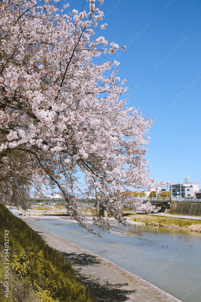 Cherry blossoms in spring, Kyoto, Japan Cherry blossoms in spring, Kyoto, Japan