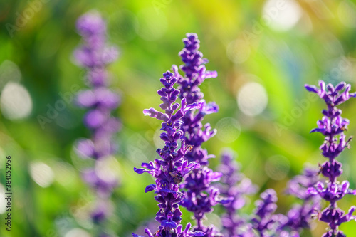 Blue Salvia farinacea flowers  or Mealy Cup Sage on green background  close-up.