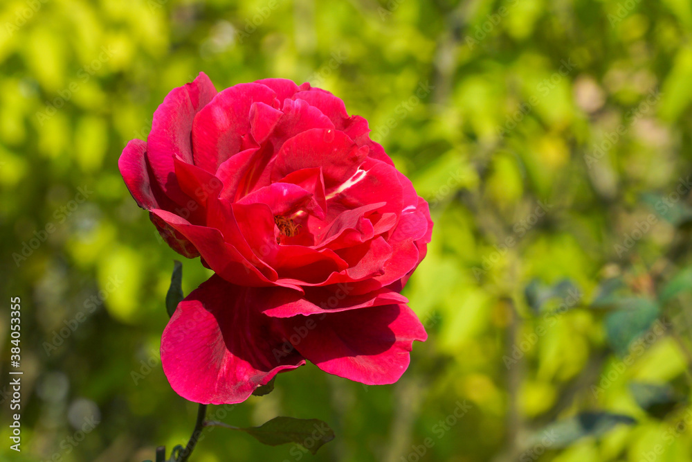 Red rose flower on the background of the greenery of the garden.