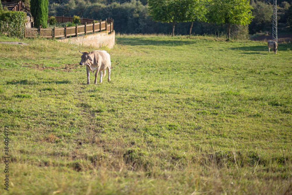 Brown cow pasturing on a green grass meadow field Brown cow pasturing on a green grass meadow field