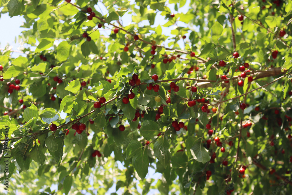 Red ripe cherries on the branch in the orchard. Prunus avium tree with fruits on springtime 