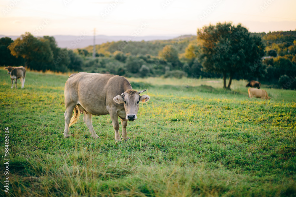 Brown cow pasturing on a green grass meadow field