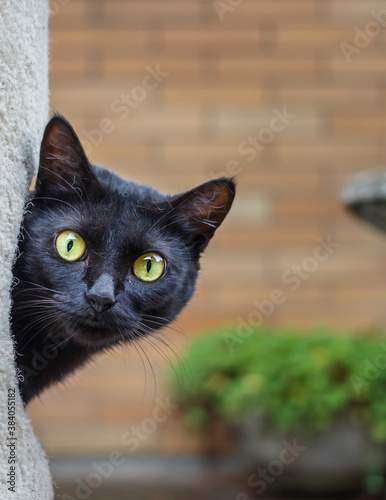 A black cat peeking out from it's house, looking at the camera