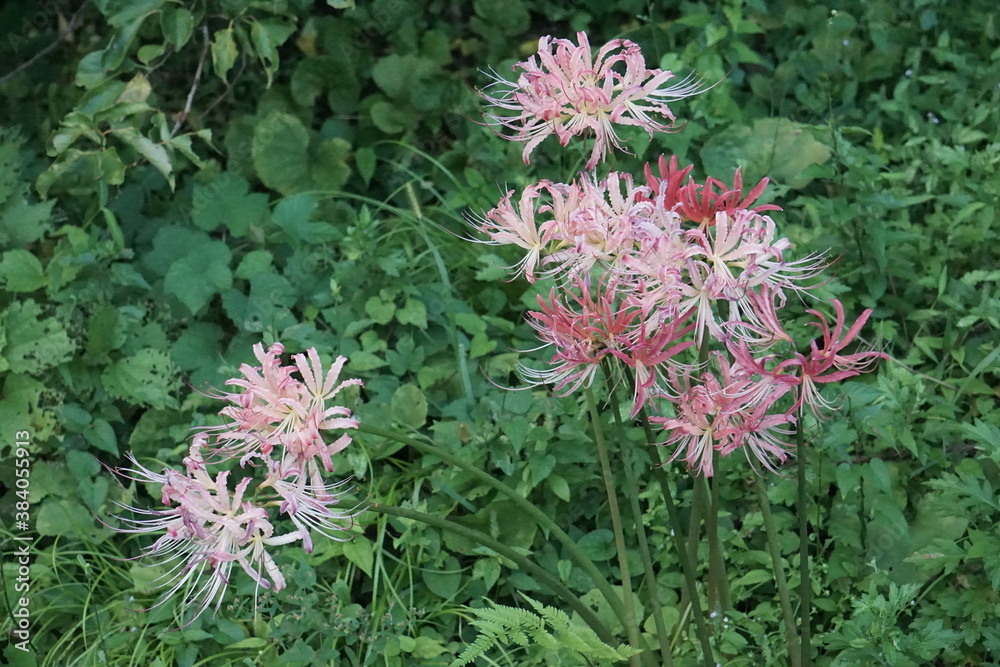 Beautiful cluster amaryllis blooming on the road Beautiful cluster amaryllis blooming on the road