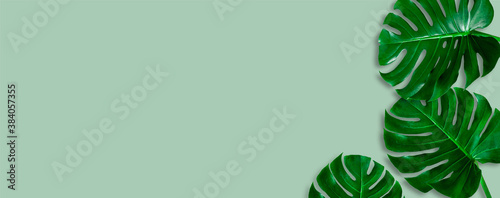 top view of tropical monstera leaf shadow ongreen color background. minimal summer concept. flat lay