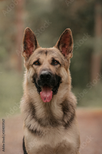 East European Shepherd dog portrait eyes in the forest 