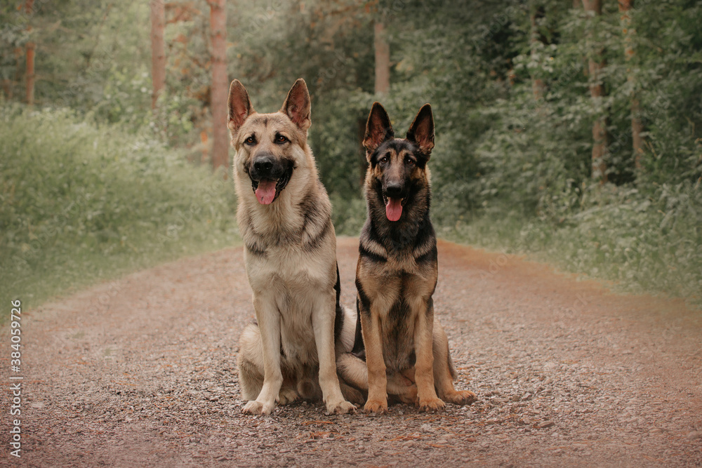 East European Shepherd two dog puppy portrait sit in the forest
East European Shepherd two dog puppy portrait sit in the forest