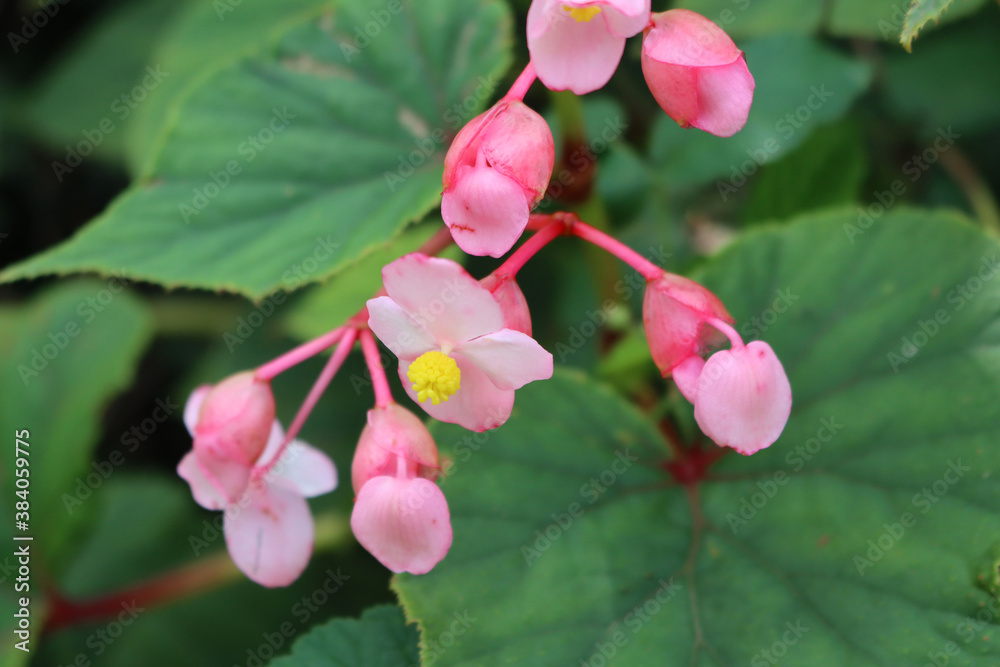 Fototapeta premium Begonia plant in bloom with beautiful pink and yellow flowers in the garden on summer