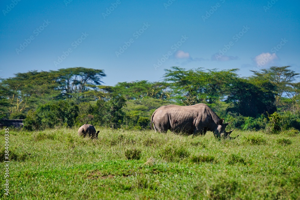 white rhino in the savanna