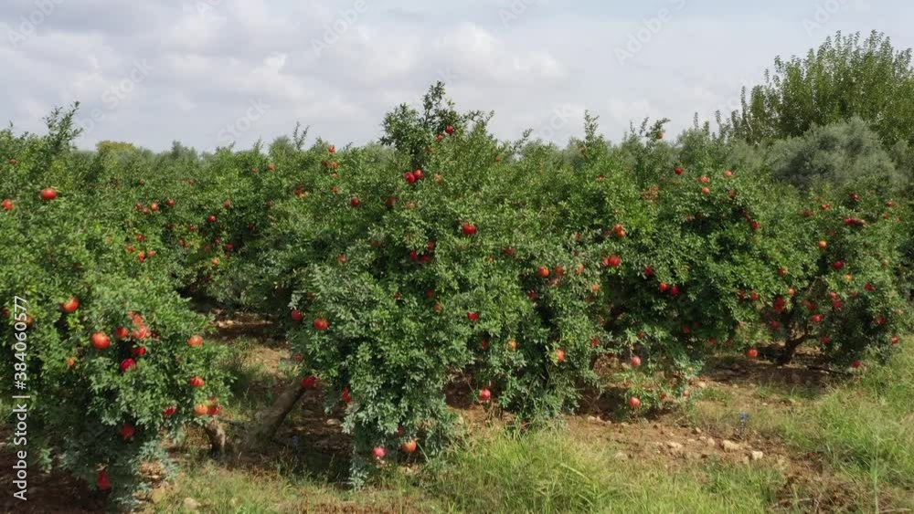 Pomegranate garden. Ripe red pomegranate fruit on tree branch. Aerial view 4K Video Pomegranate garden. Ripe red pomegranate fruit on tree branch. Aerial view 4K Video