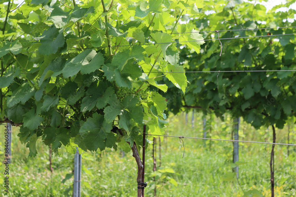 Vine plants growing in the vineyard in the northern Italy countryside on a sunny day. Vitis vinifera cultivation 