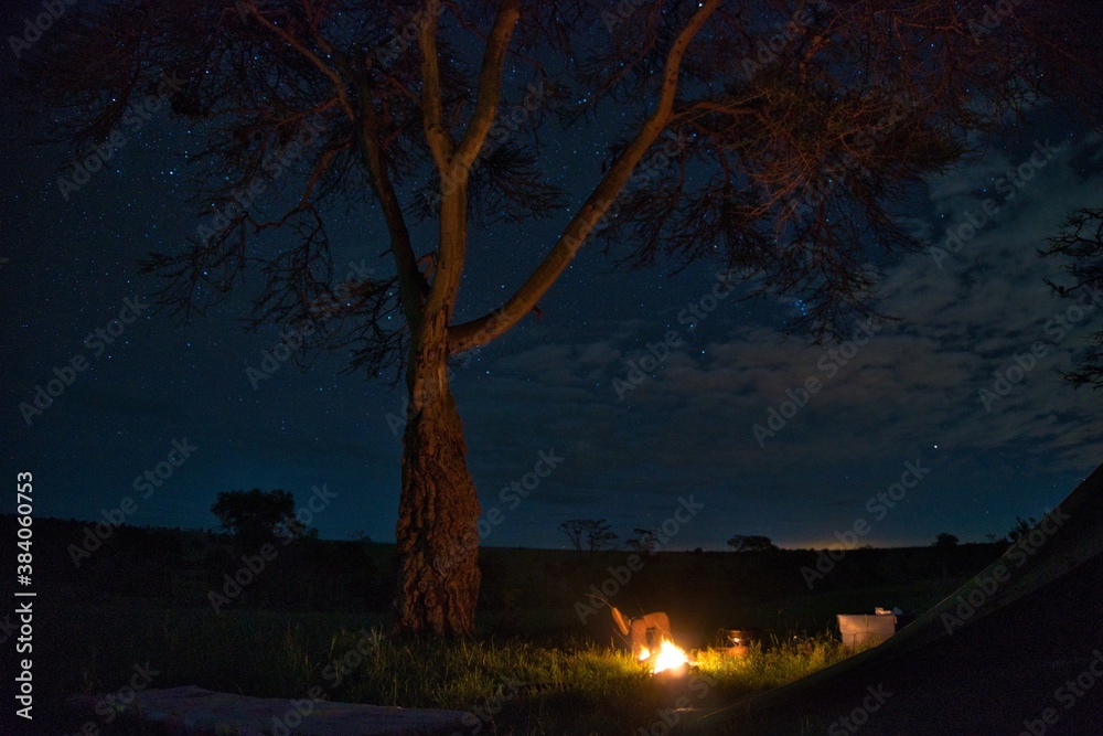 night landscape with trees night landscape with trees