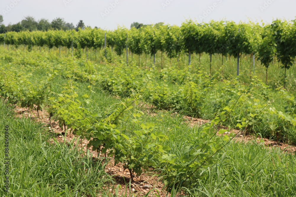 Vine plants growing in the vineyard in the northern Italy countryside on a sunny day. Vitis vinifera cultivation 