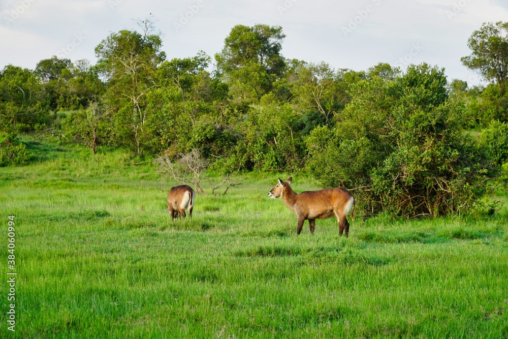 deer in the meadow deer in the meadow