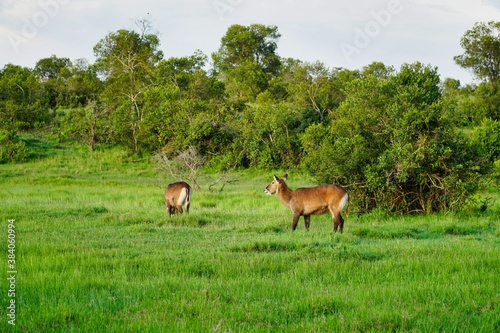 deer in the meadow