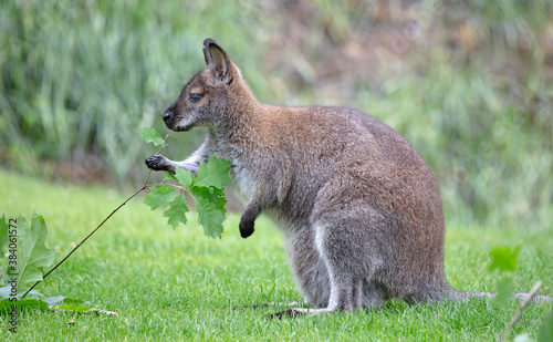 Red-necked Wallaby - Macropus rufogriseus photo
