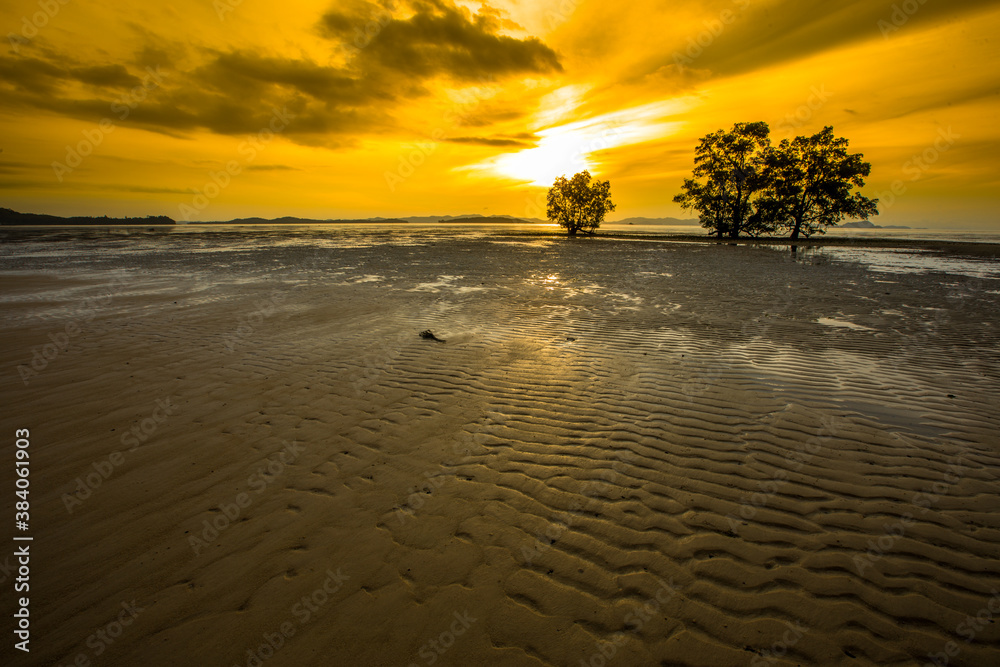 Natural background of morning light against trees or coastal mangrove forest, cool blurred wind, beauty according to the weather conditions during the day.