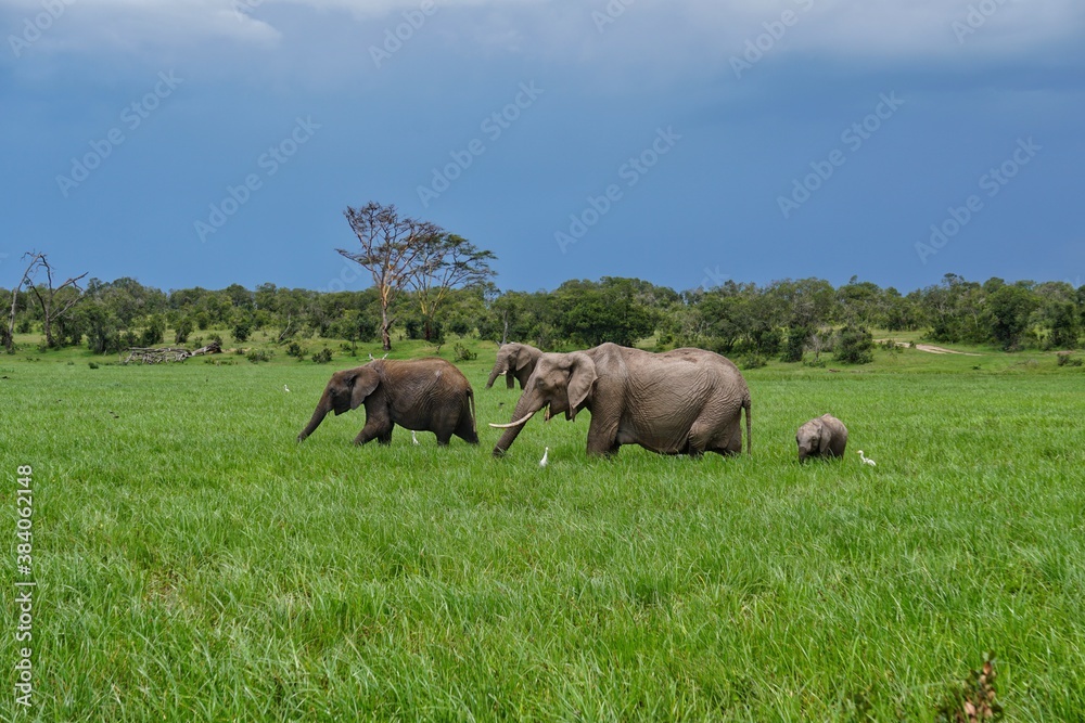 herd of elephants