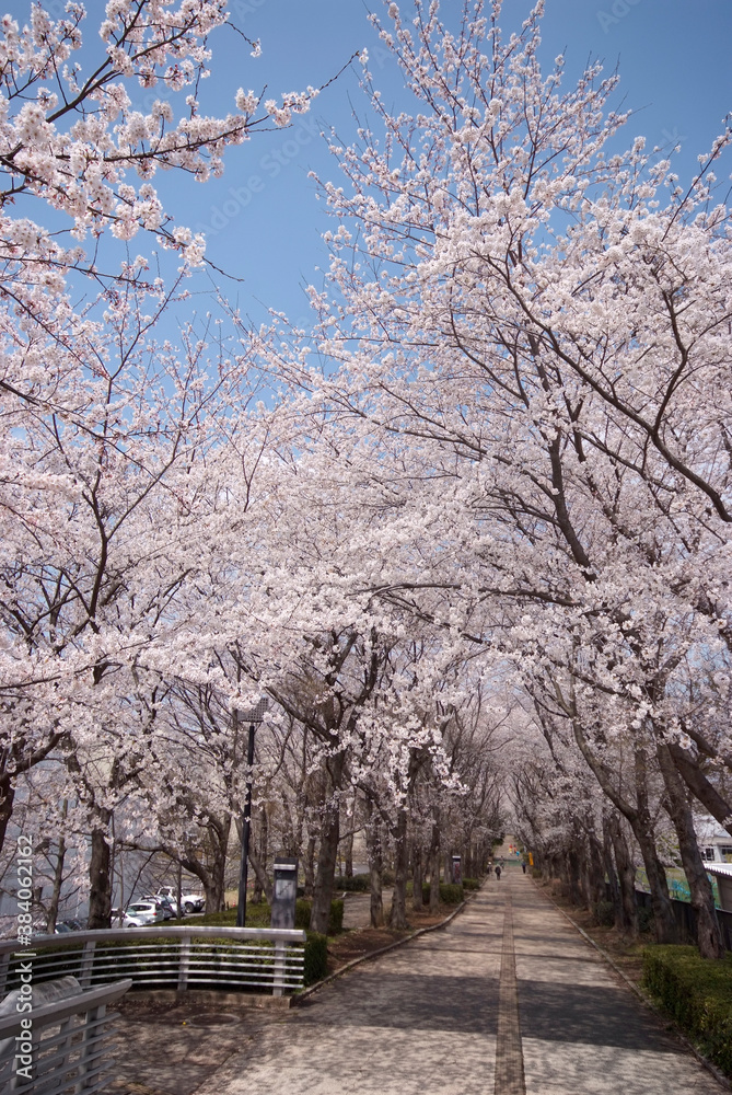 つくば公園通りの桜（茨城県つくば市）