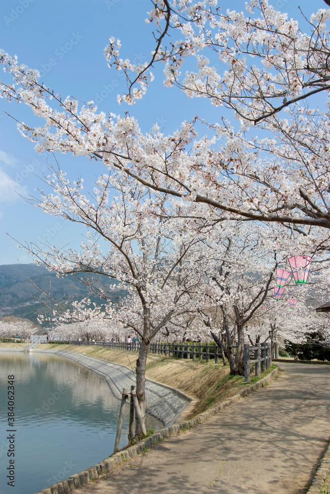 北条大池公園の桜（茨城県つくば市）