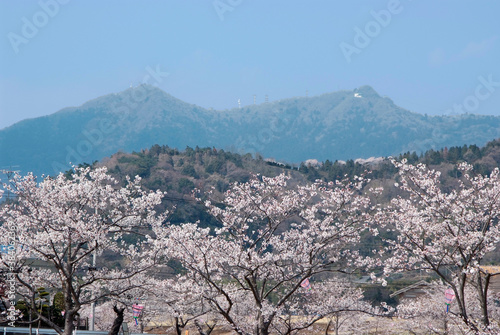 北条大池公園の桜と筑波山（茨城県つくば市） photo