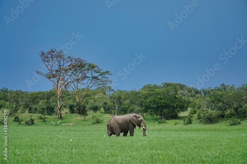 Photography elephants in the grass