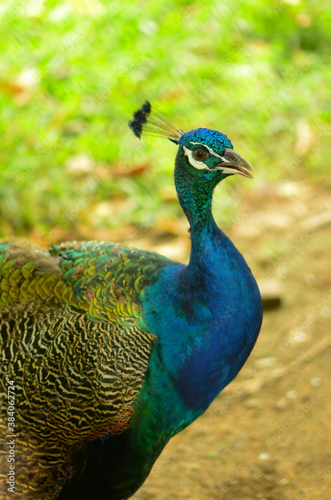 The peacock is a beautiful animal standing on the green grass in the forest. The peacock is a beautiful animal standing on the green grass in the forest.