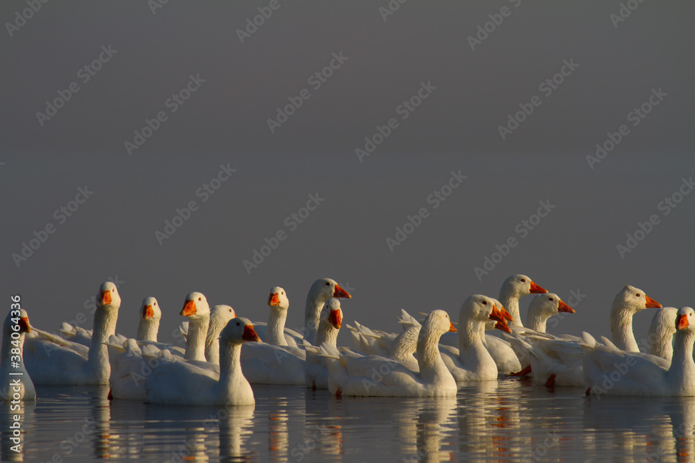 Fototapeta premium Geese on the lake
