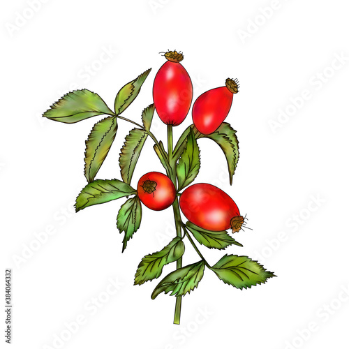 Rosehip with bright autumn fruits close - up on a white background. Illustration, pattern for printing on paper or fabric.