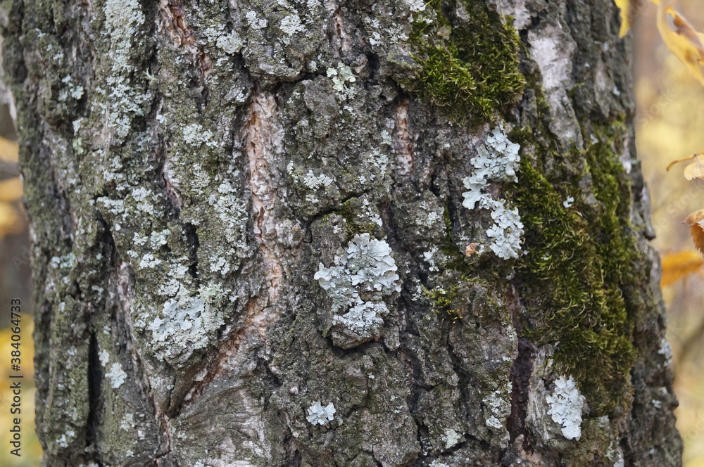 lichen tree bark wood nature macro closeup moss macro background lichen tree bark wood nature macro closeup moss macro background