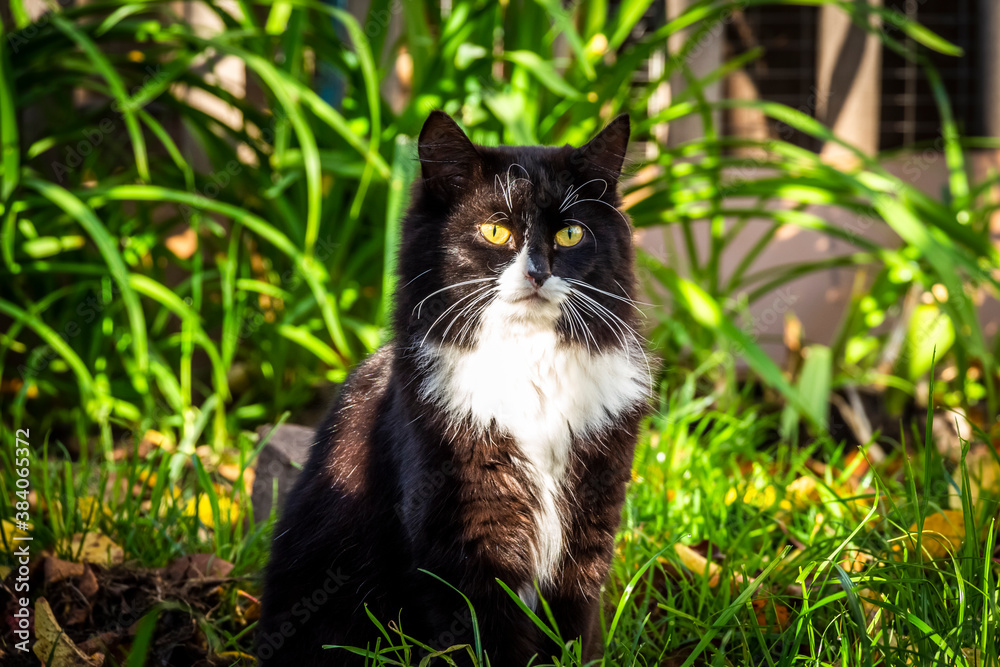 Beautiful black cat with white breasts in the backyard close-up. Beautiful black cat with white breasts in the backyard close-up.