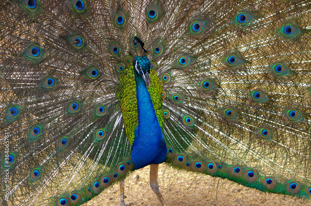 Obraz premium Peacock spreading tail with beautiful colors.