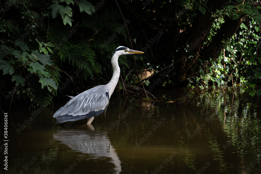 Grey Heron Grey Heron