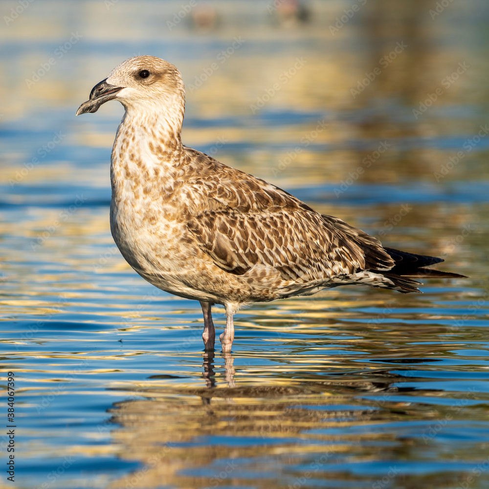 Lesser Black-backed Gull Larus fuscus Costa Ballena Cadiz Lesser Black-backed Gull Larus fuscus Costa Ballena Cadiz