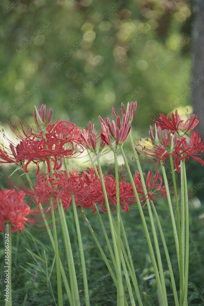 Beautiful cluster amaryllis blooming on the road Beautiful cluster amaryllis blooming on the road