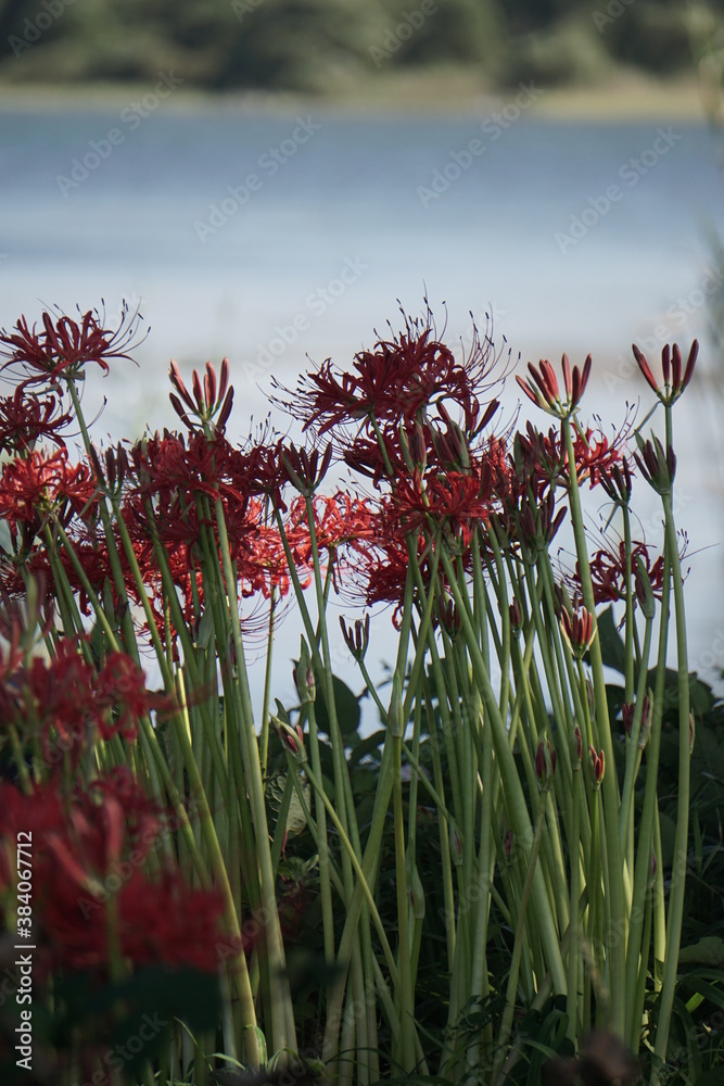 Beautiful cluster amaryllis blooming on the road Beautiful cluster amaryllis blooming on the road