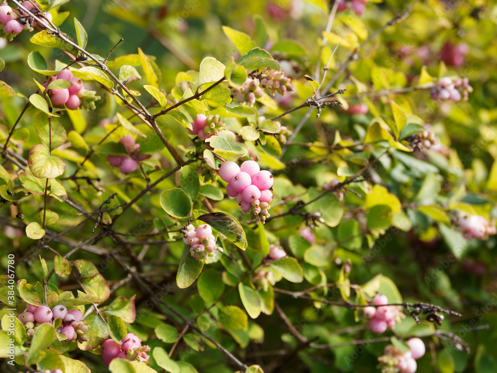(Symphoricarpos doorenbosii) Arbre à perles roses aux petites baies roses, rondes, blanche poudrées de rose clair de symphorines roses ou d'Arbre à perles roses (Symphoricarpos doorenbosii) Arbre à perles roses aux petites baies roses, rondes, blanche poudrées de rose clair de symphorines roses ou d'Arbre à perles roses