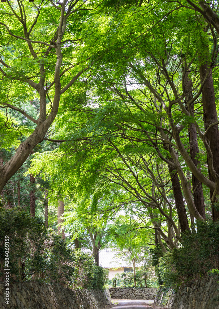 Fototapeta premium 新緑の小道